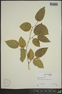 Smilax tamnoides image