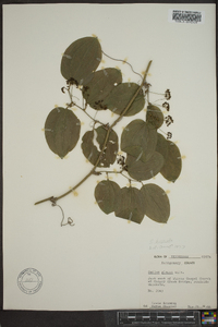 Smilax tamnoides image