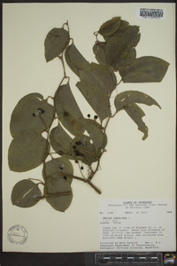 Smilax tamnoides image