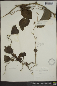 Smilax tamnoides image