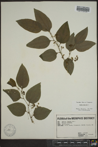 Smilax tamnoides image