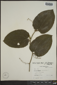 Smilax tamnoides image