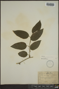 Smilax tamnoides image