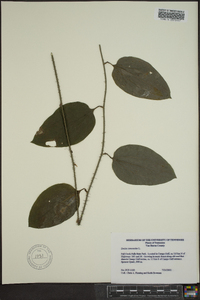 Smilax tamnoides image