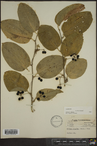 Smilax tamnoides image