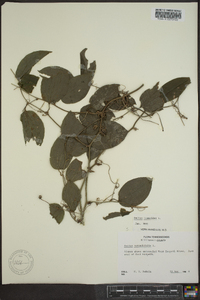 Smilax tamnoides image