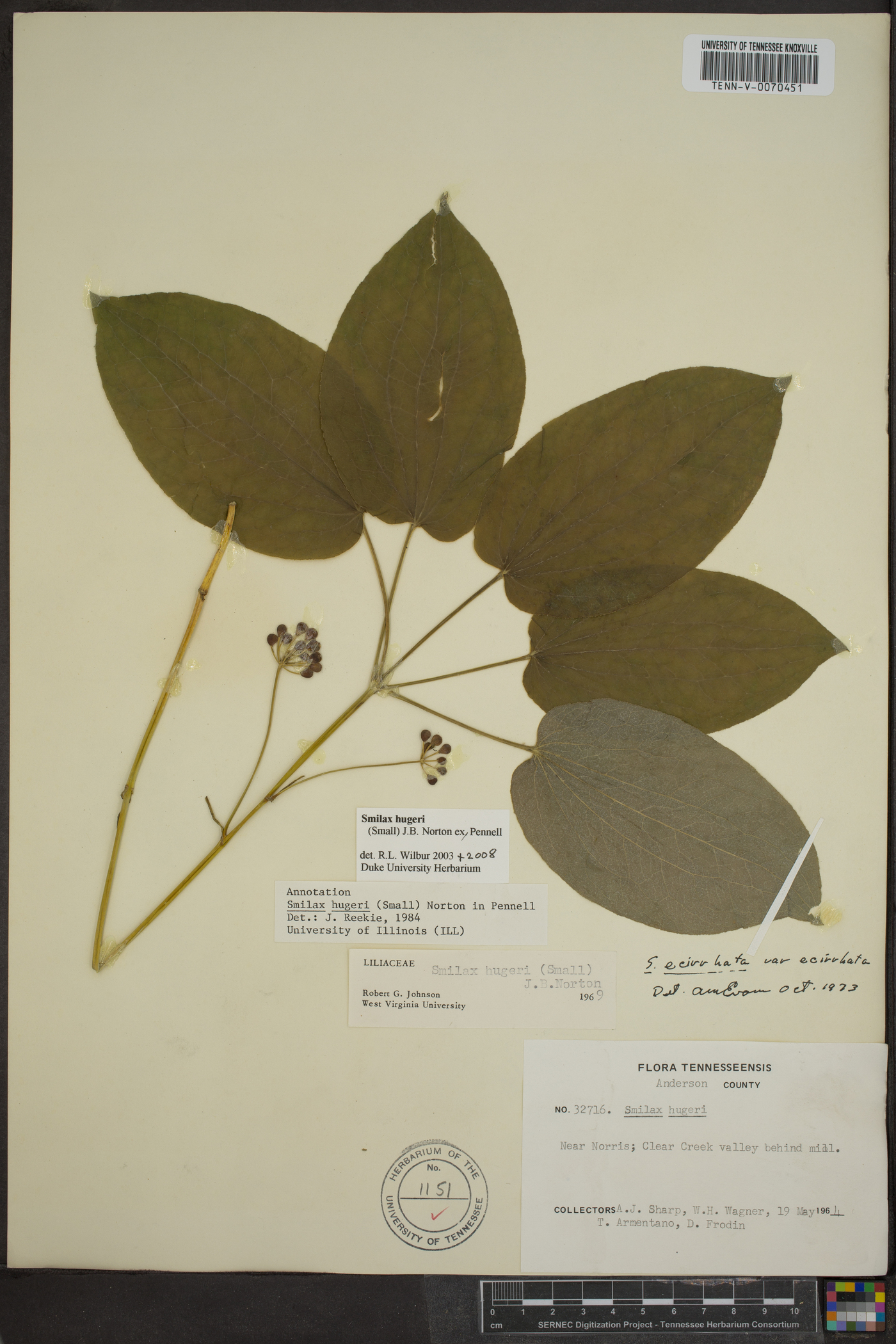 Smilax hugeri image