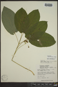 Smilax hugeri image