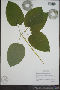 Smilax hugeri image