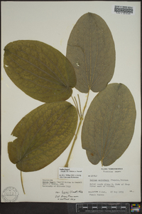 Smilax hugeri image