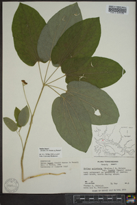 Smilax hugeri image