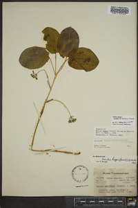 Smilax hugeri image