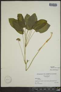 Smilax hugeri image