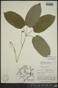 Smilax hugeri image