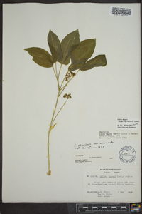 Smilax hugeri image