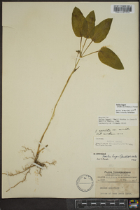 Smilax hugeri image