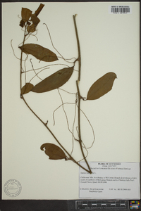 Smilax laurifolia image