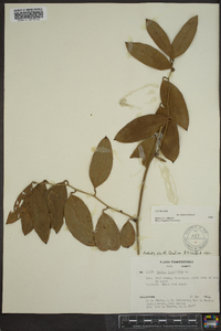 Smilax laurifolia image