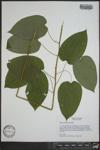 Smilax pulverulenta image