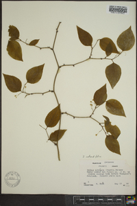 Smilax tamnoides image