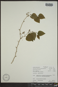 Smilax tamnoides image