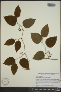 Smilax tamnoides image