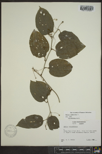 Smilax tamnoides image