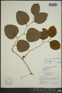 Smilax walteri image