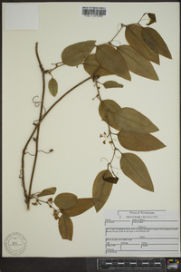 Smilax walteri image