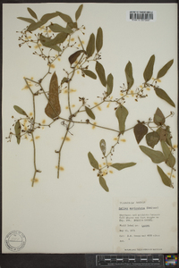 Smilax auriculata image