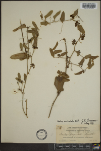 Smilax auriculata image