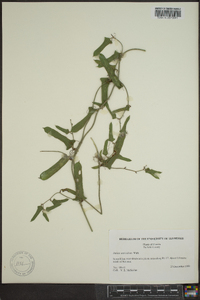 Smilax auriculata image