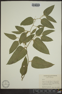 Smilax auriculata image