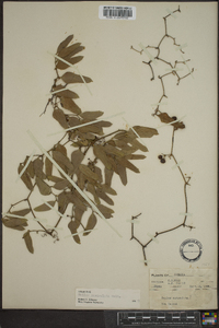 Smilax auriculata image