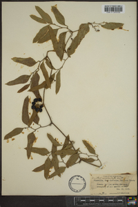 Smilax auriculata image