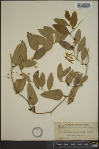 Smilax auriculata image