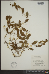 Smilax auriculata image