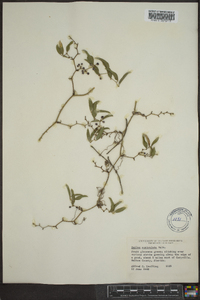 Smilax auriculata image