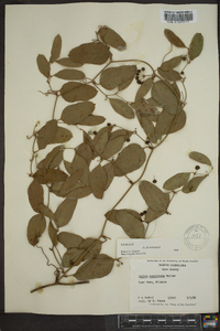 Smilax auriculata image