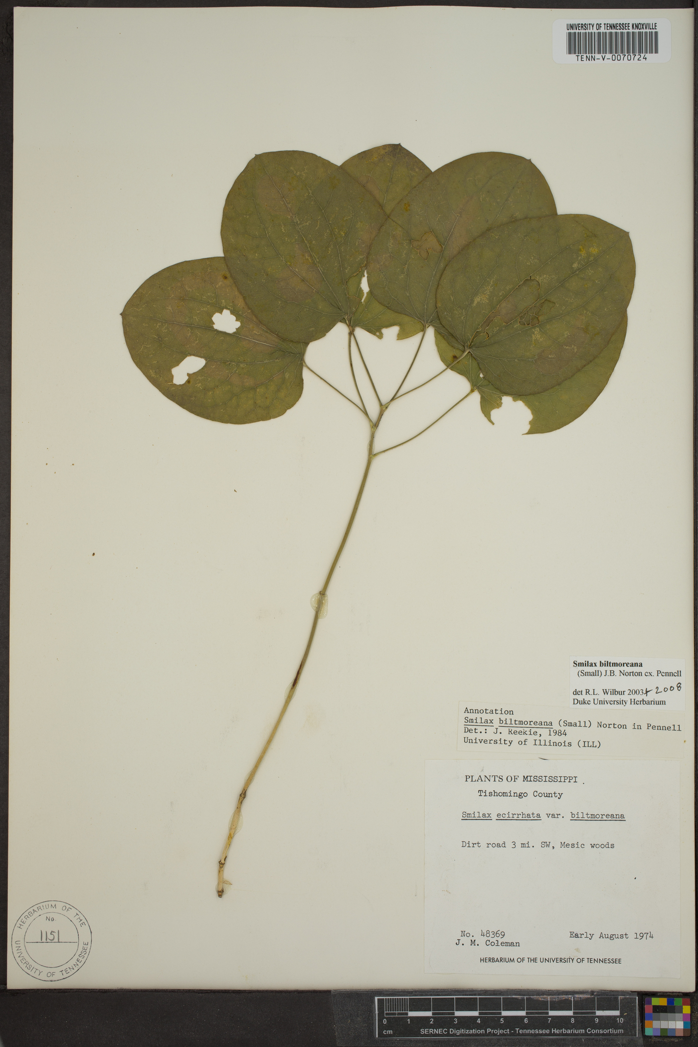 Smilax ecirrhata var. biltmoreana image