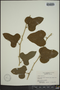 Smilax bona-nox image