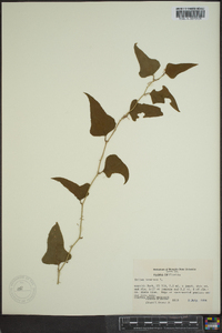 Smilax bona-nox image