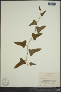 Smilax bona-nox image