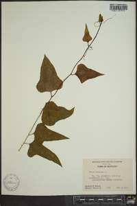 Smilax bona-nox image