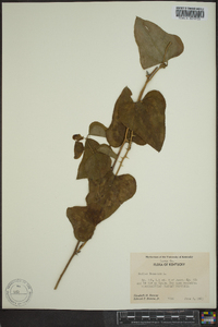 Smilax bona-nox image