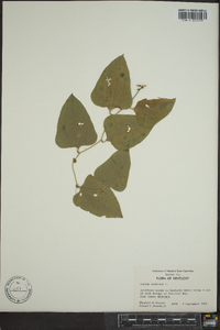 Smilax bona-nox image