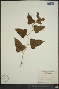 Smilax bona-nox image