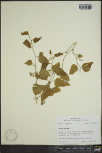 Smilax bona-nox image