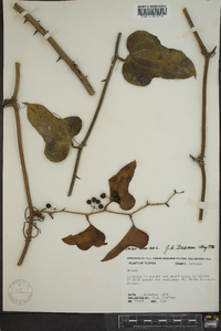 Smilax bona-nox image