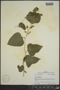 Smilax bona-nox image